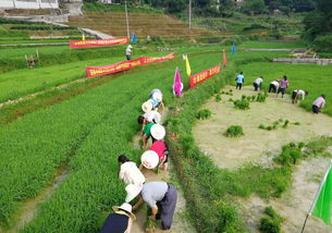 黨建引領 發展產業促脫貧 農業種植技術開發的路徑與實踐