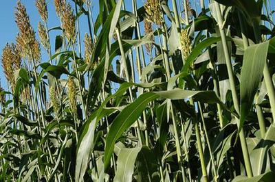 甜高粱種植技術(shù)介紹 高產(chǎn)牧草替代青貯玉米的農(nóng)業(yè)實踐