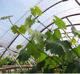 果樹夏季修剪關(guān)鍵 桃樹栽培中八項核心技術(shù)解析