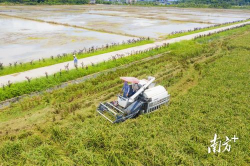 金谷歸倉稻香撲鼻 普寧夏糧豐收彰顯農(nóng)業(yè)技術(shù)新突破