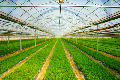 東臺現(xiàn)代農(nóng)業(yè)產(chǎn)業(yè)園躍升國家級 甜蜜產(chǎn)業(yè)賦能鄉(xiāng)村振興與農(nóng)業(yè)種植技術(shù)創(chuàng)新