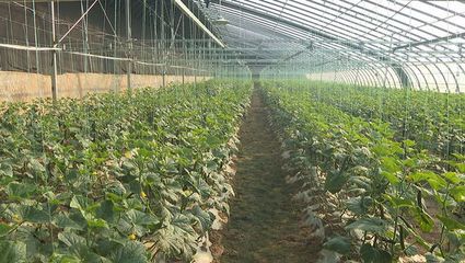 大荔縣 智能引領 機械賦能 全力打造農業現代化新標桿