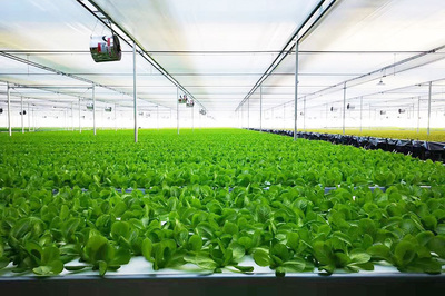 綠菱科技攜手恒熱集團(tuán)，共繪農(nóng)業(yè)種植技術(shù)新藍(lán)圖