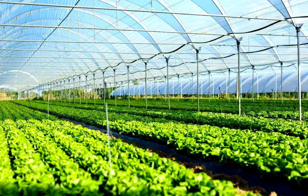 蔬菜集約化種植技術(shù)的演進(jìn)與當(dāng)代農(nóng)業(yè)開發(fā)的挑戰(zhàn)
