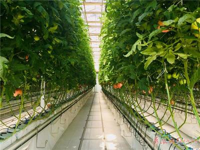 無土之壤，未來之味 青島高科技農(nóng)場引領(lǐng)西紅柿種植革命