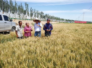 科技特派員張毅 以技術(shù)為犁，深耕沃土，譜寫糧食種植節(jié)本增效新篇章