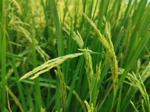 智能農(nóng)機(jī)革新 一分鐘一畝田，現(xiàn)代農(nóng)民的科技新伙伴