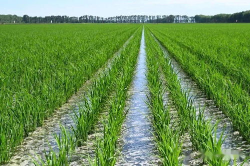 推廣輕簡栽培模式 提升農(nóng)業(yè)科技轉(zhuǎn)化率的關(guān)鍵路徑