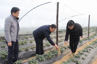 縣農業局成立專項工作專班 積極應對雨雪冰凍低溫災害 全力保障農業種植技術開發