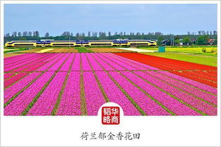 與時間賽跑的云南花農 農業技術革新下的種植革命