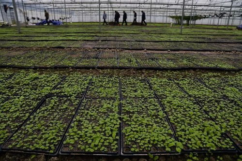 凱里秋冬種產業蓬勃發展，科技創新賦能農業種植技術開發