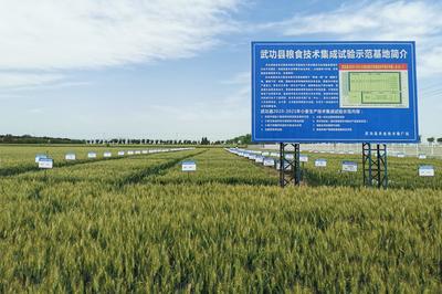 科技賦能，沃野生金——從武功實踐看現代農業如何推動糧食產業高質量發展