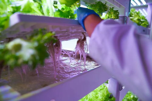 拼多多助力頂尖農人 以技術破局，不靠天也能種好菜